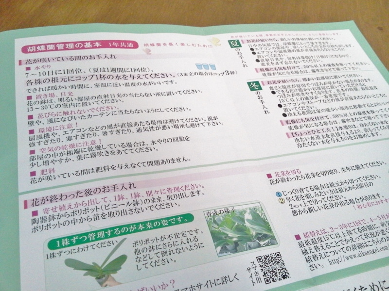 胡蝶蘭のお手入れ方法チラシ