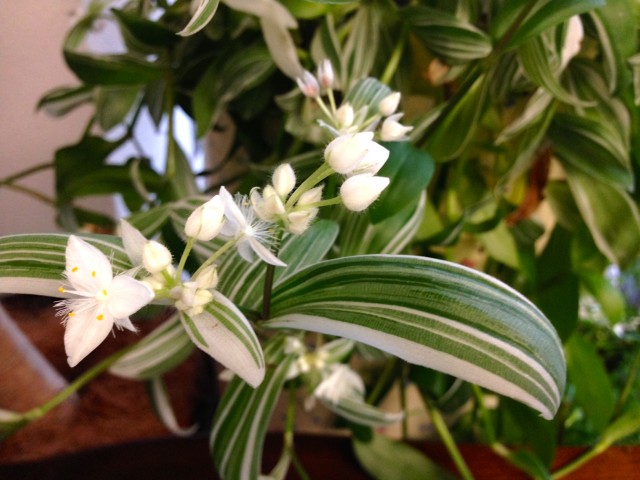 花を咲かせた観葉植物