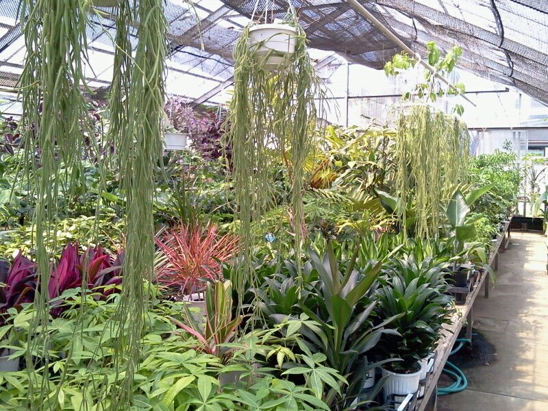 温室にはたくさんの観葉植物がずらりと並んでいます
