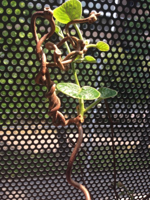 新芽が出てきたキウイの蔓