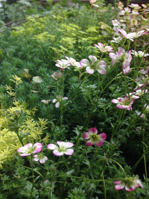 花が咲いた雲間草