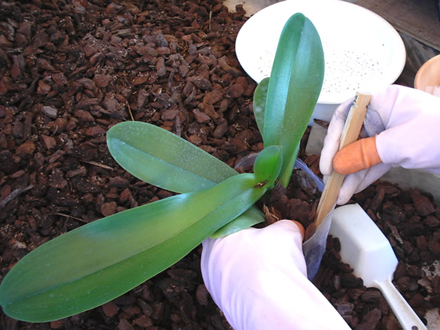 ポリポットで管理するプレサブ栽培の胡蝶蘭